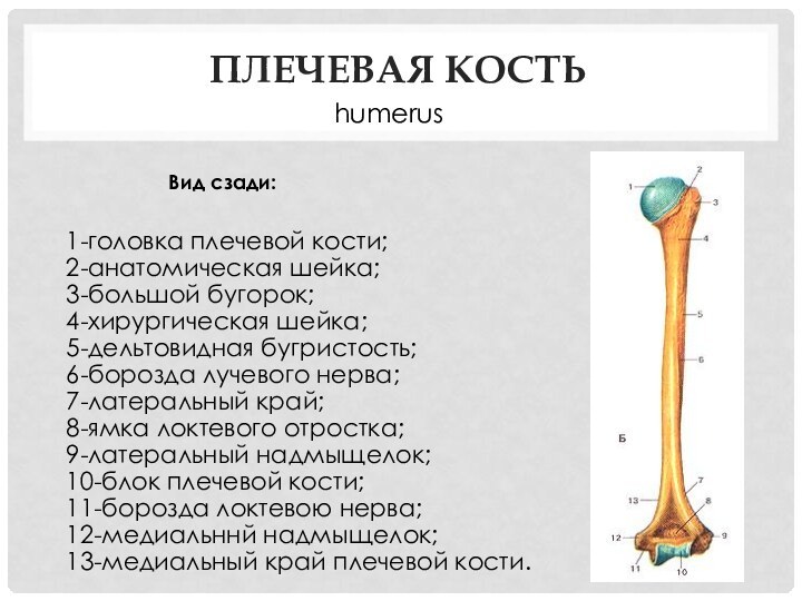 Плечевая кость1-головка плечевой кости;  2-анатомическая шейка;  3-большой бугорок;  4-хирургическая