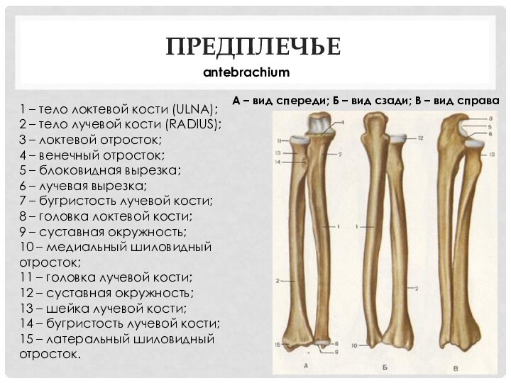 Предплечье 1 – тело локтевой кости (ULNA);2 – тело лучевой кости (RADIUS);3