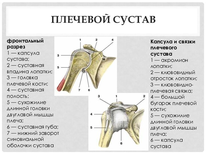 Плечевой суставфронтальный разрез 1 — капсула сустава; 2 — суставная впадина лопатки;