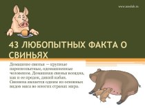 43 любопытных факта о свиньях