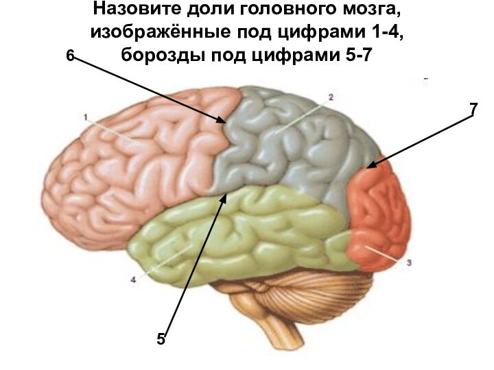 Назовите доли головного мозга, изображённые под цифрами 1-4, борозды под цифрами 5-7567