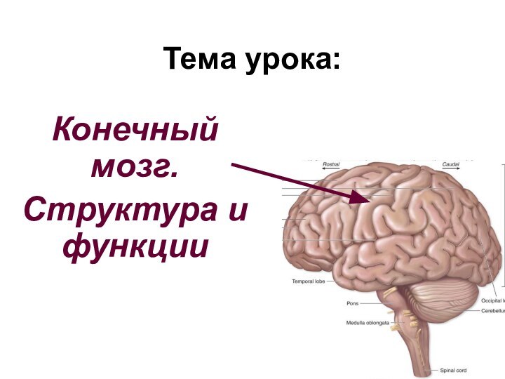 Тема урока:Конечный мозг.Структура и функции