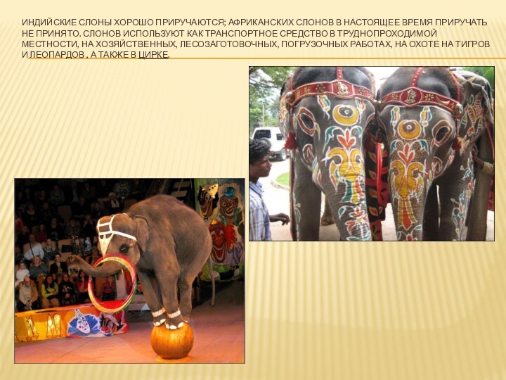 Индийские слоны хорошо приручаются; африканских слонов в настоящее время приручать не принято.