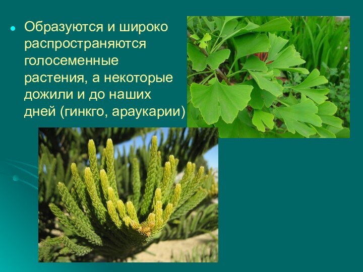 Образуются и широко распространяются голосеменные растения, а некоторые дожили и до наших дней (гинкго, араукарии)