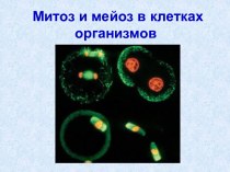 Митоз и мейоз в клетках организмов