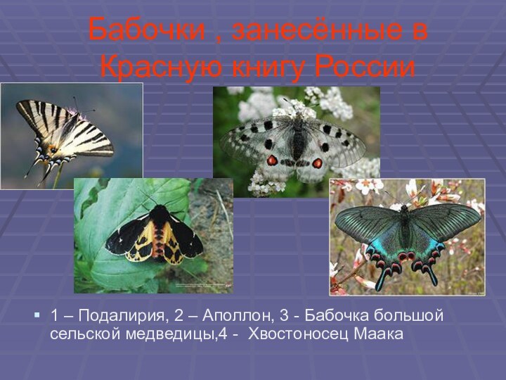 Бабочки , занесённые в Красную книгу России1 – Подалирия, 2 – Аполлон,