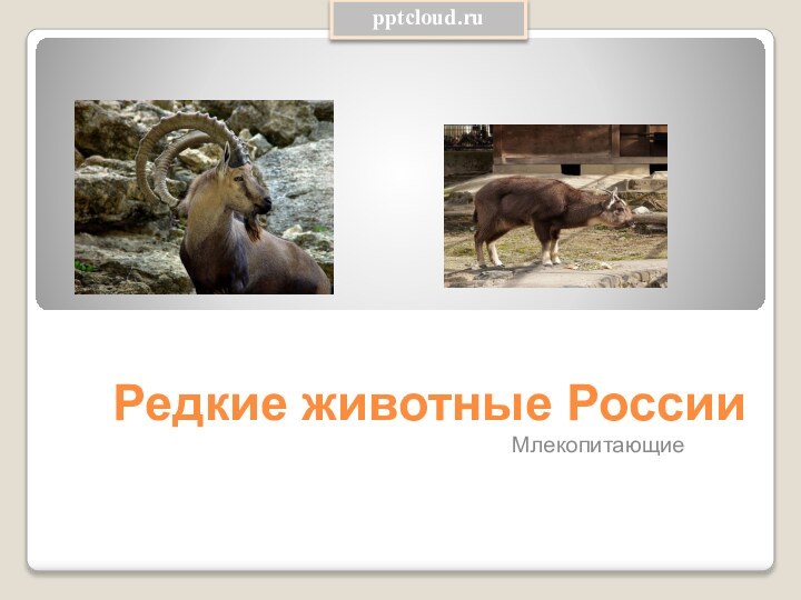 Редкие животные РоссииМлекопитающие