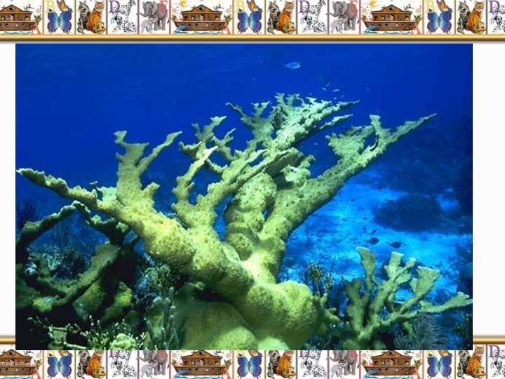 Лосерогие и оленерогие кораллыЛосерогие и оленерогие кораллы (Acropora palmata and A. cervicornis)