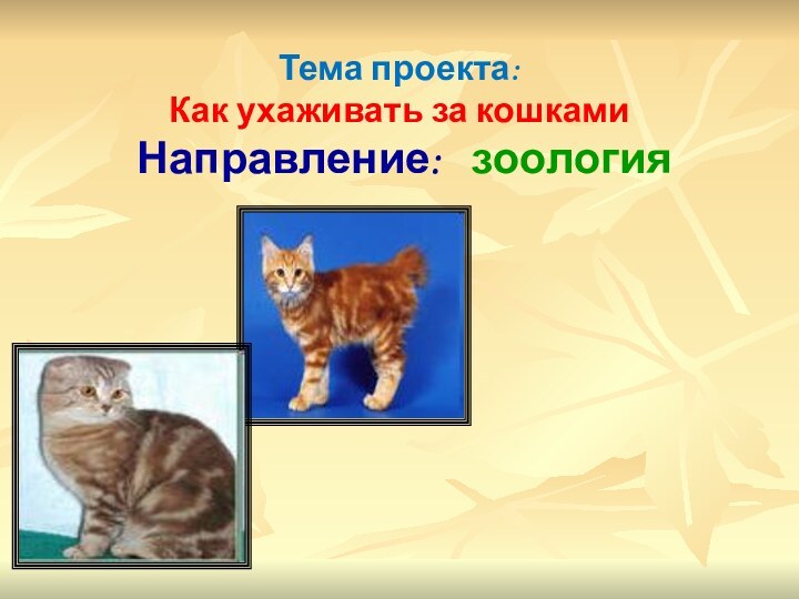 Тема проекта:  Как ухаживать за кошками   Направление:  зоология