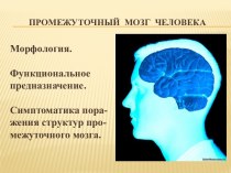 Промежуточный  мозг  человека