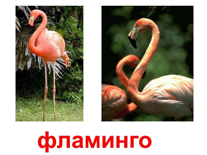 фламингоФламинго