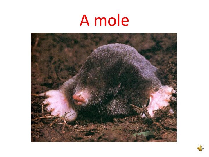 A mole