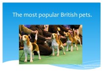 The most popular british pets.