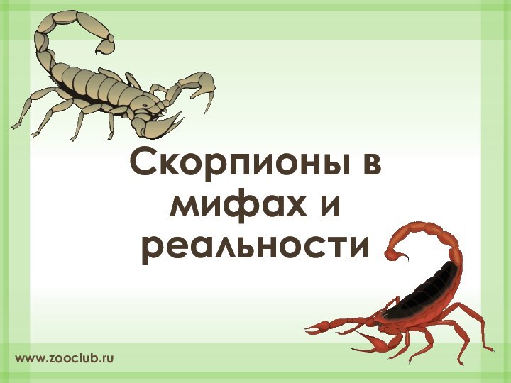 Скорпионы в мифах и реальностиwww.zooclub.ru