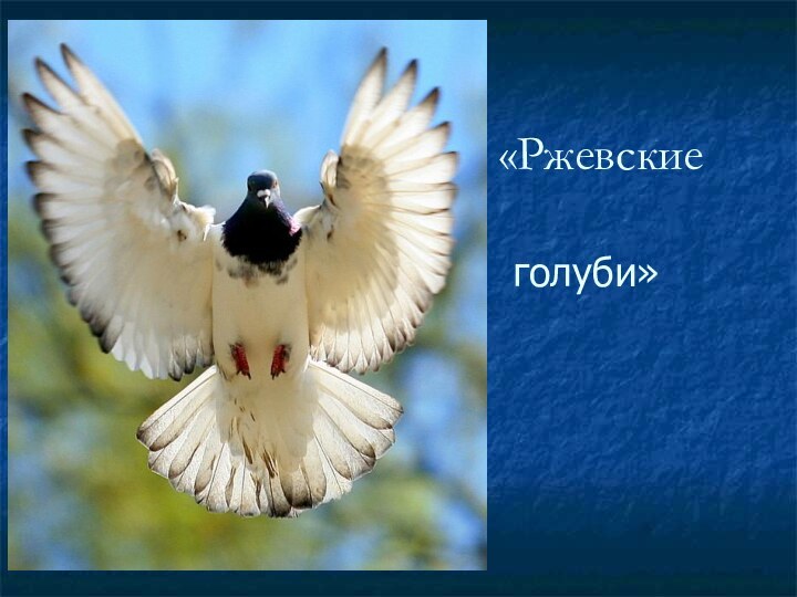 голуби»«Ржевские