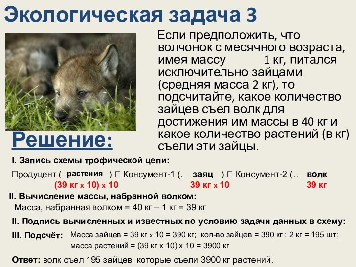 Экологическая задача 3  Если предположить, что волчонок с месячного возраста, имея