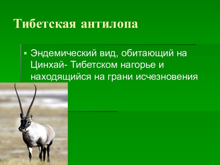 Тибетская антилопаЭндемический вид, обитающий на Цинхай- Тибетском нагорье и находящийся на грани исчезновения