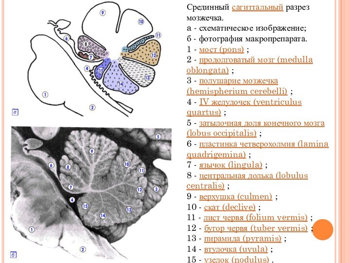 Срединный сагиттальный разрез мозжечка.a - схематическое изображение;б - фотография макропрепарата.1 - мост (pons) ;2 - продолговатый мозг