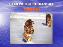 Семейство кошачьих - тигры