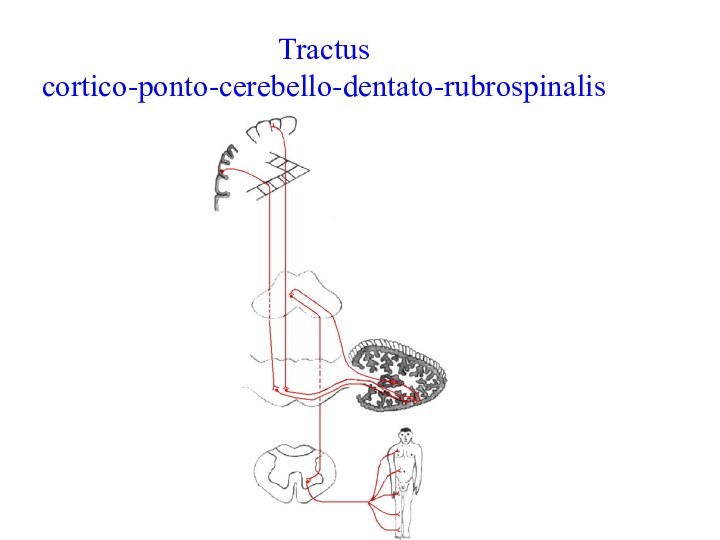 Tractus cortico-ponto-cerebello-dentato-rubrospinalis