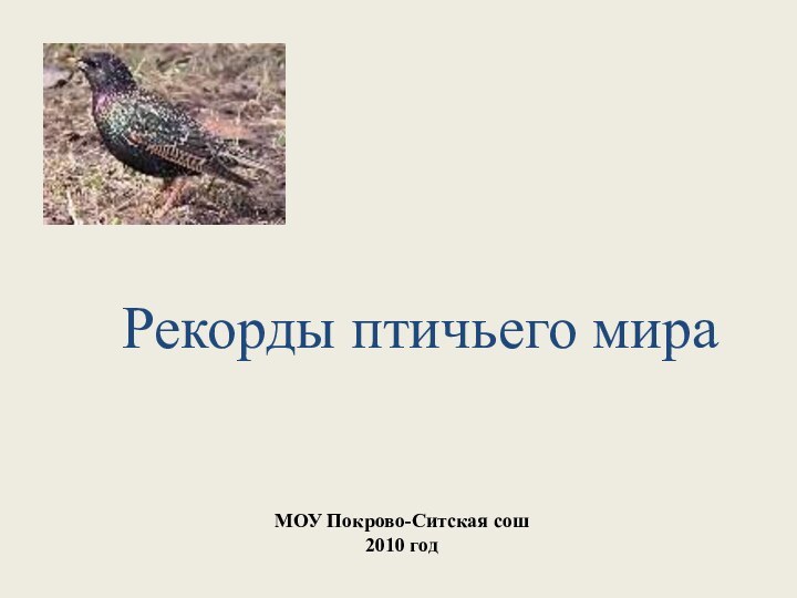Рекорды птичьего мираМОУ Покрово-Ситская сош2010 год