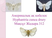 Америкалық ақ көбелекhyphantria cunea druryМақсұт Жадыра 312