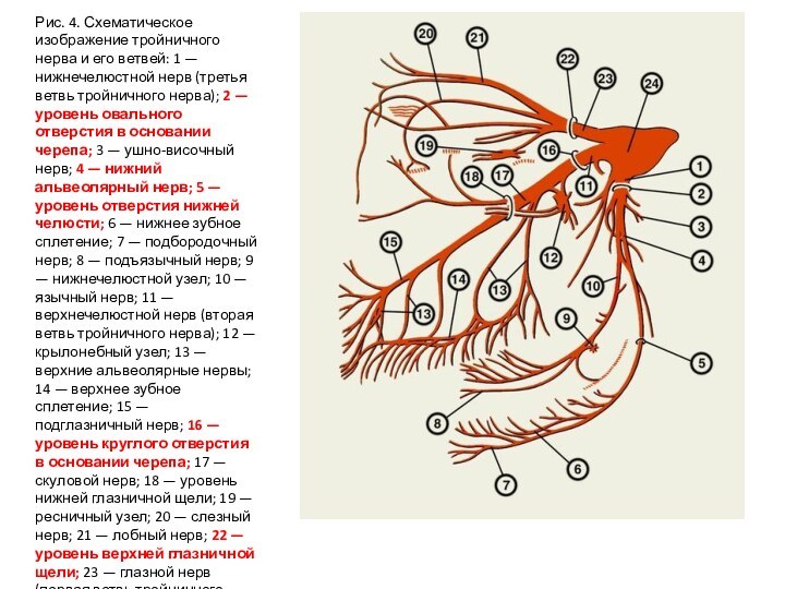 Рис. 4. Схематическое изображение тройничного нерва и его ветвей: 1 — нижнечелюстной