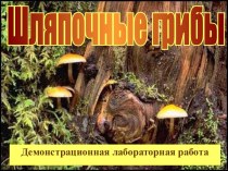 Шляпочные грибы