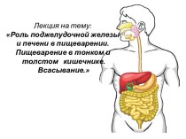 Лекция на тему:Роль поджелудочной железы и печени в пищеварении. Пищеварение в тонком и толстом   кишечнике. Всасывание.