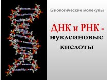 ДНК и РНК - нуклеиновые кислоты