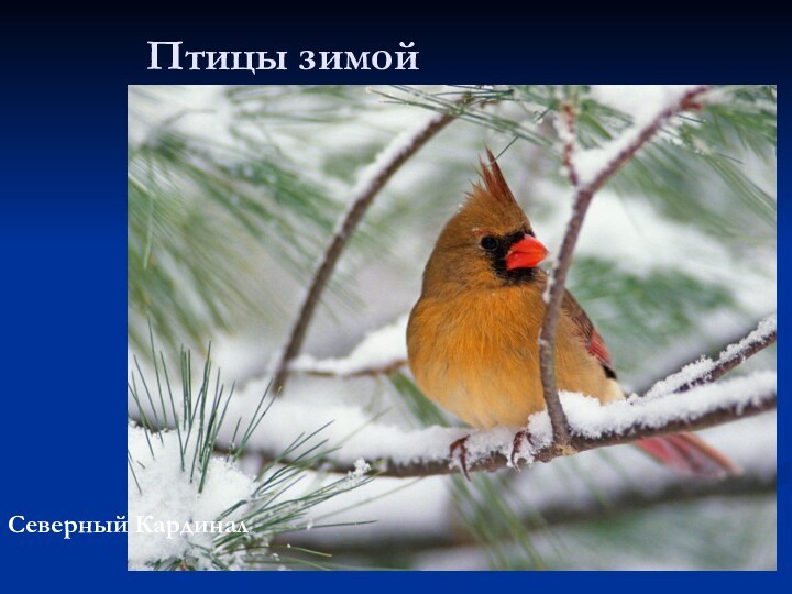 Птицы зимойСеверный Кардинал