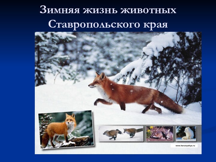 Зимняя жизнь животных Ставропольского края