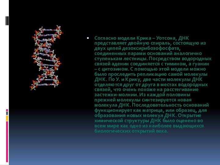 Согласно модели Крика – Уотсона, ДНК представляет двойную спираль, состоящую из двух