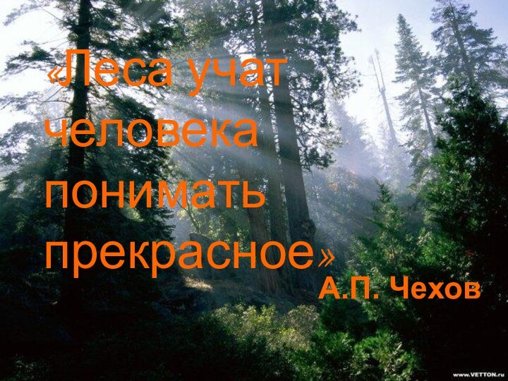 «Леса учат человека понимать прекрасное»А.П. Чехов