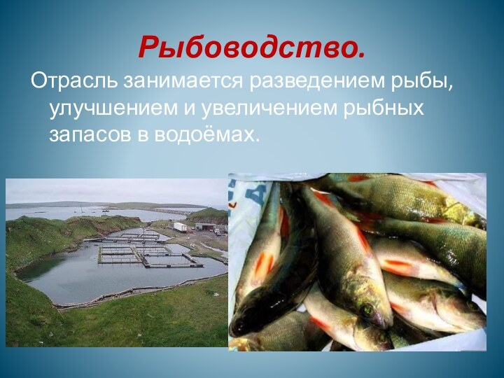 Рыбоводство.Отрасль занимается разведением рыбы, улучшением и увеличением рыбных запасов в водоёмах.