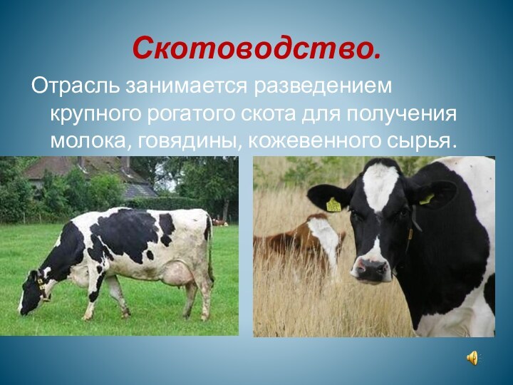 Скотоводство.Отрасль занимается разведением крупного рогатого скота для получения молока, говядины, кожевенного сырья.