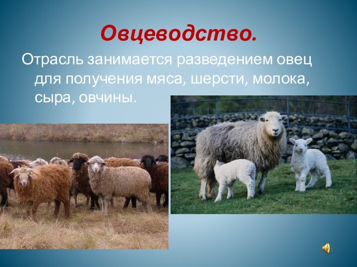 Овцеводство.Отрасль занимается разведением овец для получения мяса, шерсти, молока, сыра, овчины.