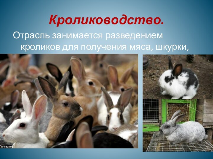 Кролиководство.Отрасль занимается разведением кроликов для получения мяса, шкурки, пуха.