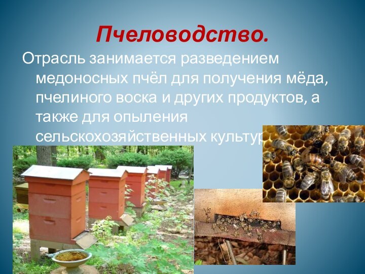 Пчеловодство.Отрасль занимается разведением медоносных пчёл для получения мёда, пчелиного воска и других