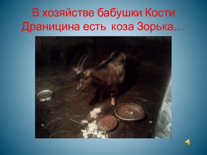 В хозяйстве бабушки Кости Драницина есть коза Зорька…
