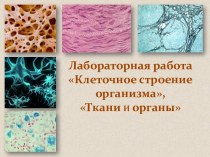 Клетка, ткани и органы