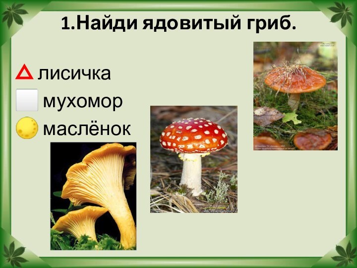 1.Найди ядовитый гриб. лисичка мухомор маслёнок