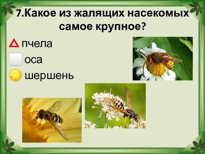 7.Какое из жалящих насекомых самое крупное? пчела оса шершень