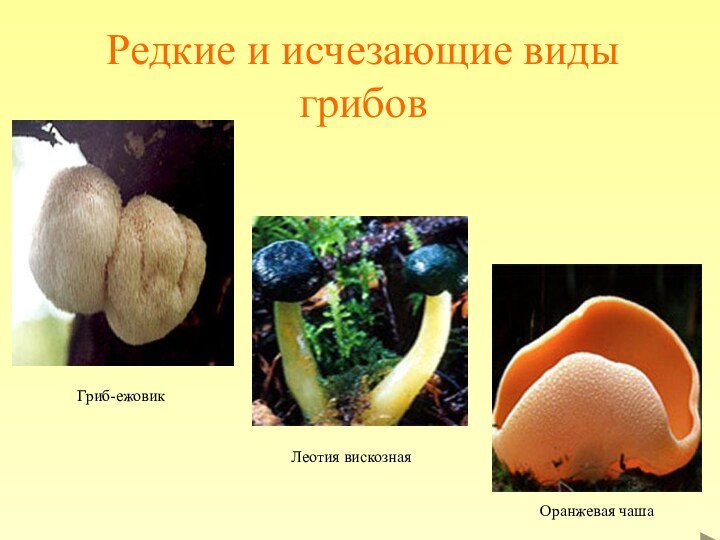 Редкие и исчезающие виды грибовГриб-ежовикЛеотия вискознаяОранжевая чаша