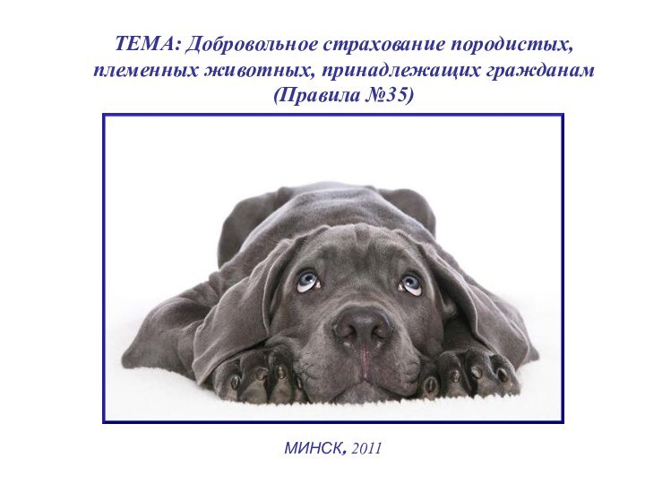 ТЕМА: Добровольное страхование породистых, племенных животных, принадлежащих гражданам (Правила №35)МИНСК, 2011