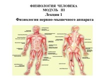 Физиология нервно - мышечного аппарата