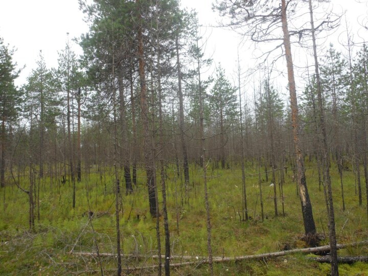 Место исследования – участок соснового леса в районе посёлка Талаги  Приморского района Архангельской области