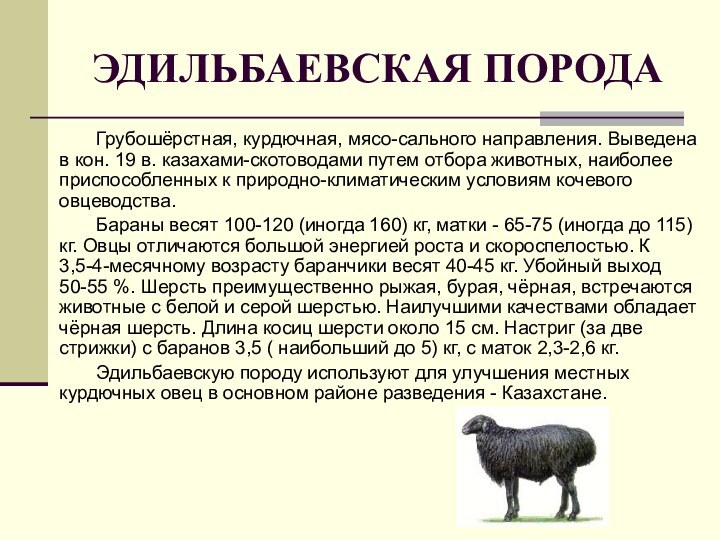 ЭДИЛЬБАЕВСКАЯ ПОРОДАГрубошёрстная, курдючная, мясо-сального направления. Выведена в кон. 19 в. казахами-скотоводами путем