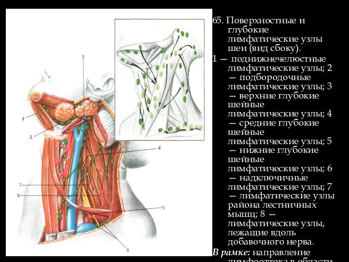 65. Поверхностные и глубокие лимфатические узлы шеи (вид сбоку).1 — поднижнечелюстные лимфатические