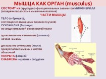 МЫШЦА КАК ОРГАН (musculus)